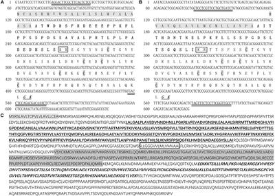 Sex-Biased CHHs and Their Putative Receptor Regulate the Expression of IAG Gene in the Shrimp Litopenaeus vannamei